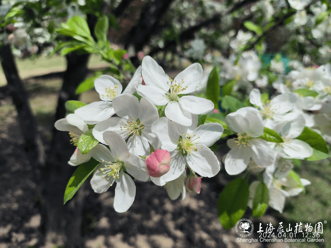 趣游佘山|时晴时雨,辰山海棠依旧_苹果_malus_植物