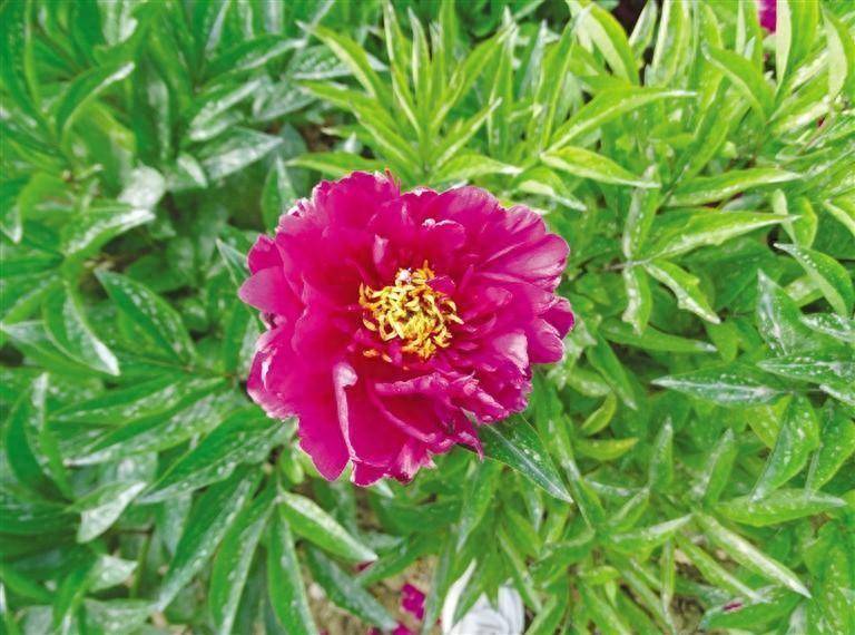 春日如何赏花识花快来跟着植物学家走进花花世界