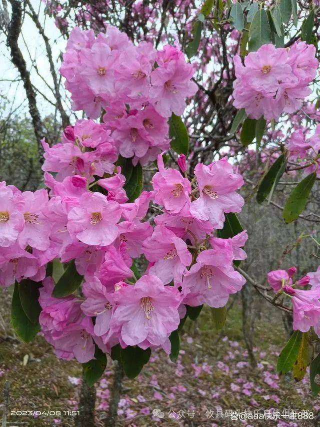 4月14日徒步上江西坳赏高山云锦杜鹃花
