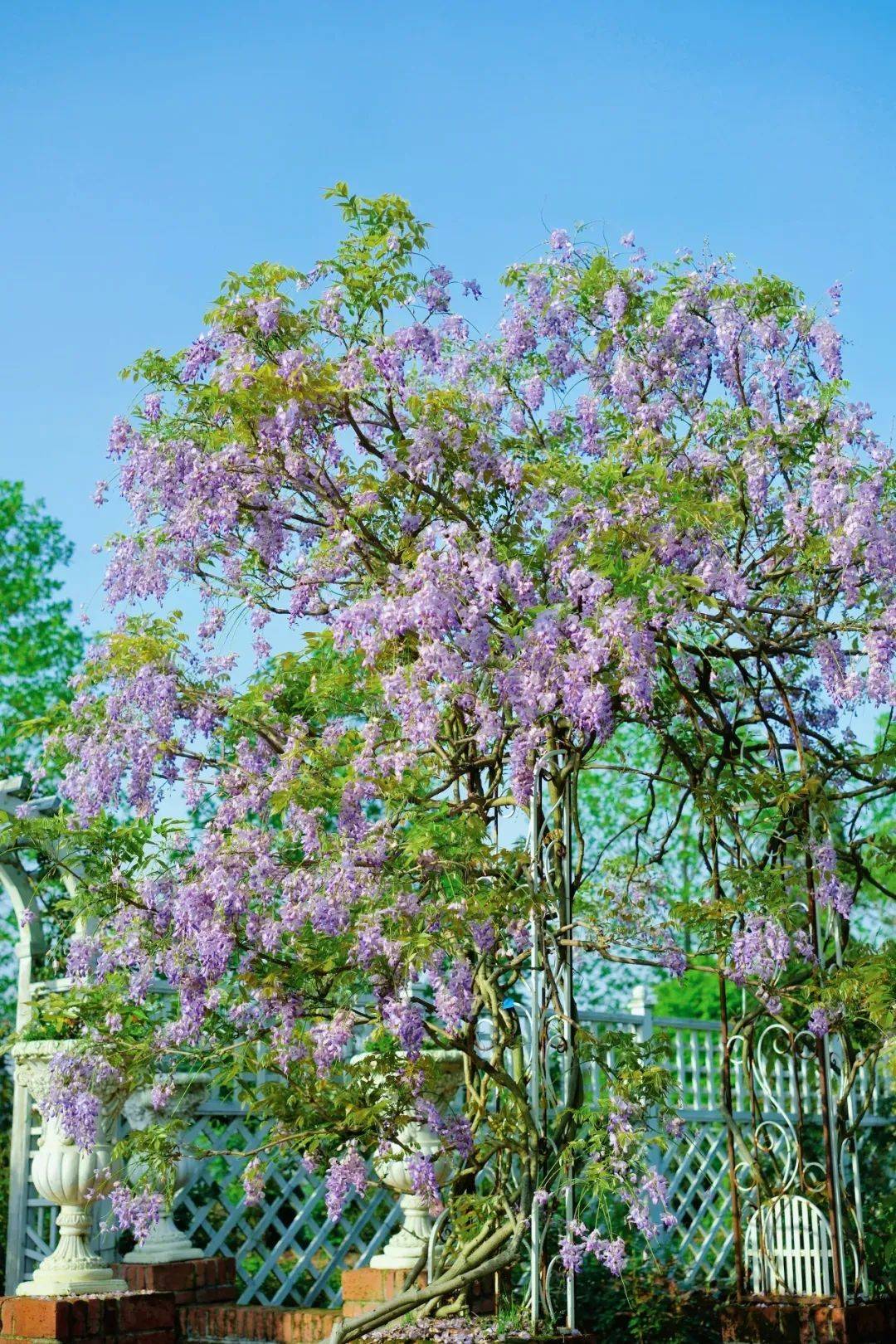 上清古镇里,春雨初霁万物复苏飞檐流韵墨如黛,曲水涵清影似纱古镇里