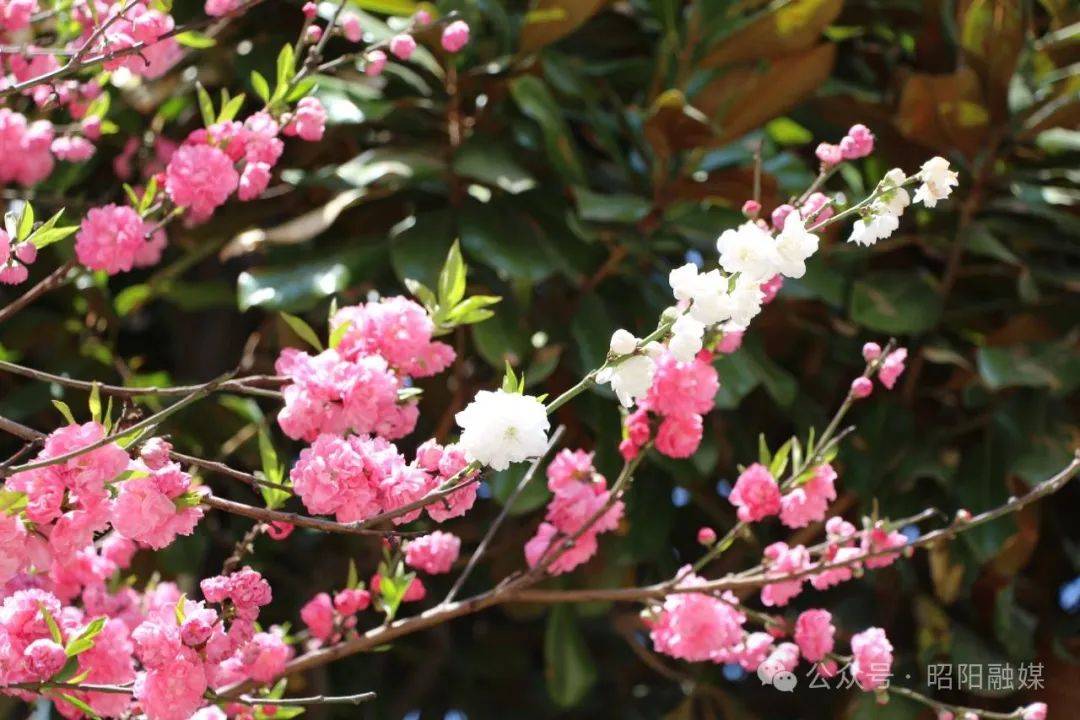 春暖昭通丨昭阳春色组图