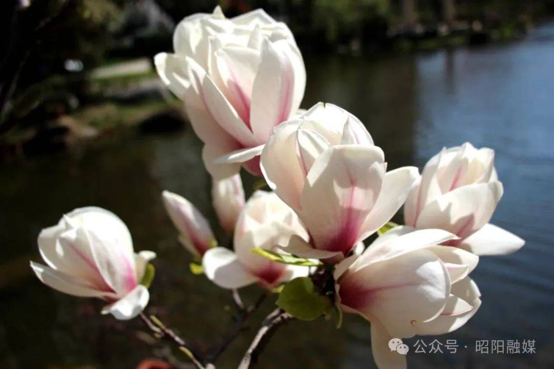 春暖昭通丨昭阳春色组图