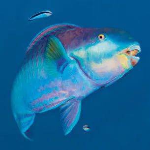 海牛的粪便有助于海草的生长,草原西貒的粪便将种子四处撒播, 鹦嘴鱼