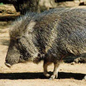 环球少年地理2024年4月号精彩试读