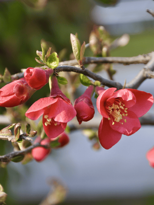 木瓜海棠是蔷薇科苹果属,落叶灌木至小乔木,着花多而密,老干,老枝和头