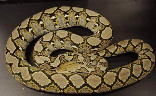 区蟒和蛇有什么区别