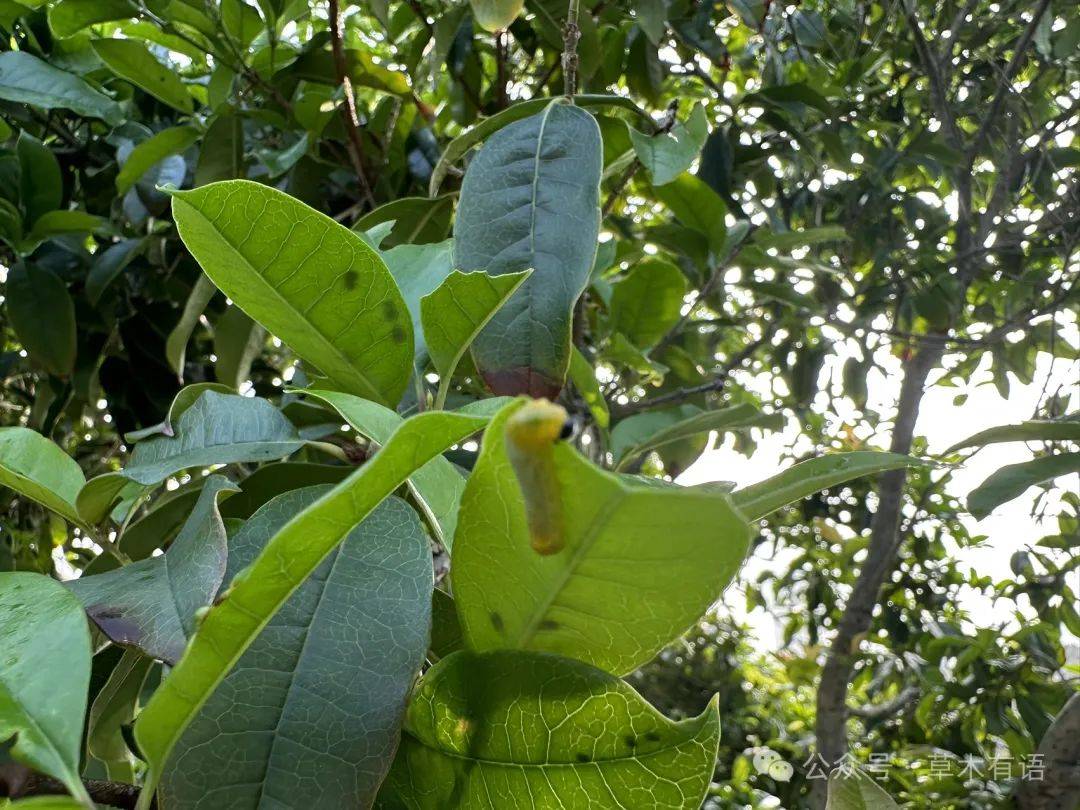 观察一棵树桂花13又发现了很多虫子