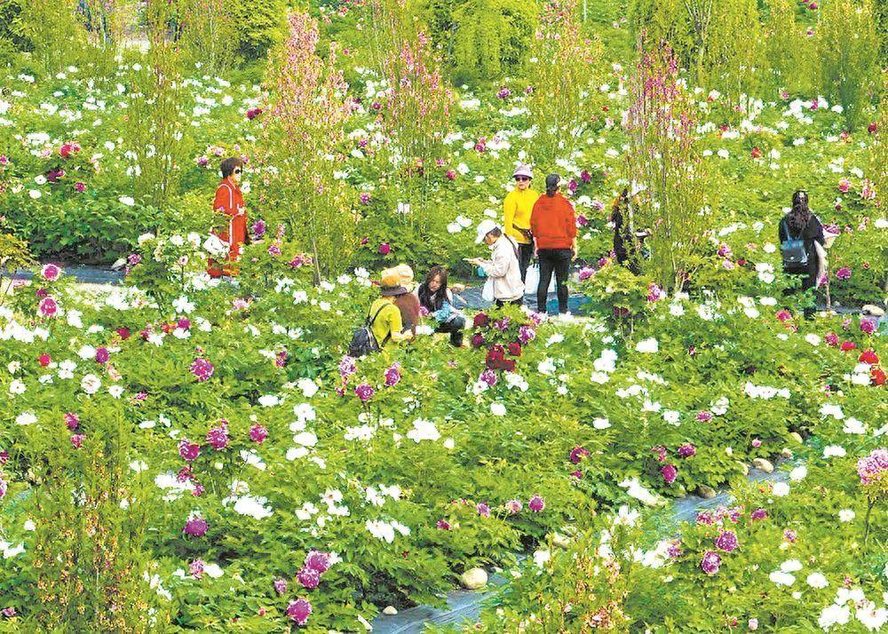 来彭州共赴牡丹花事