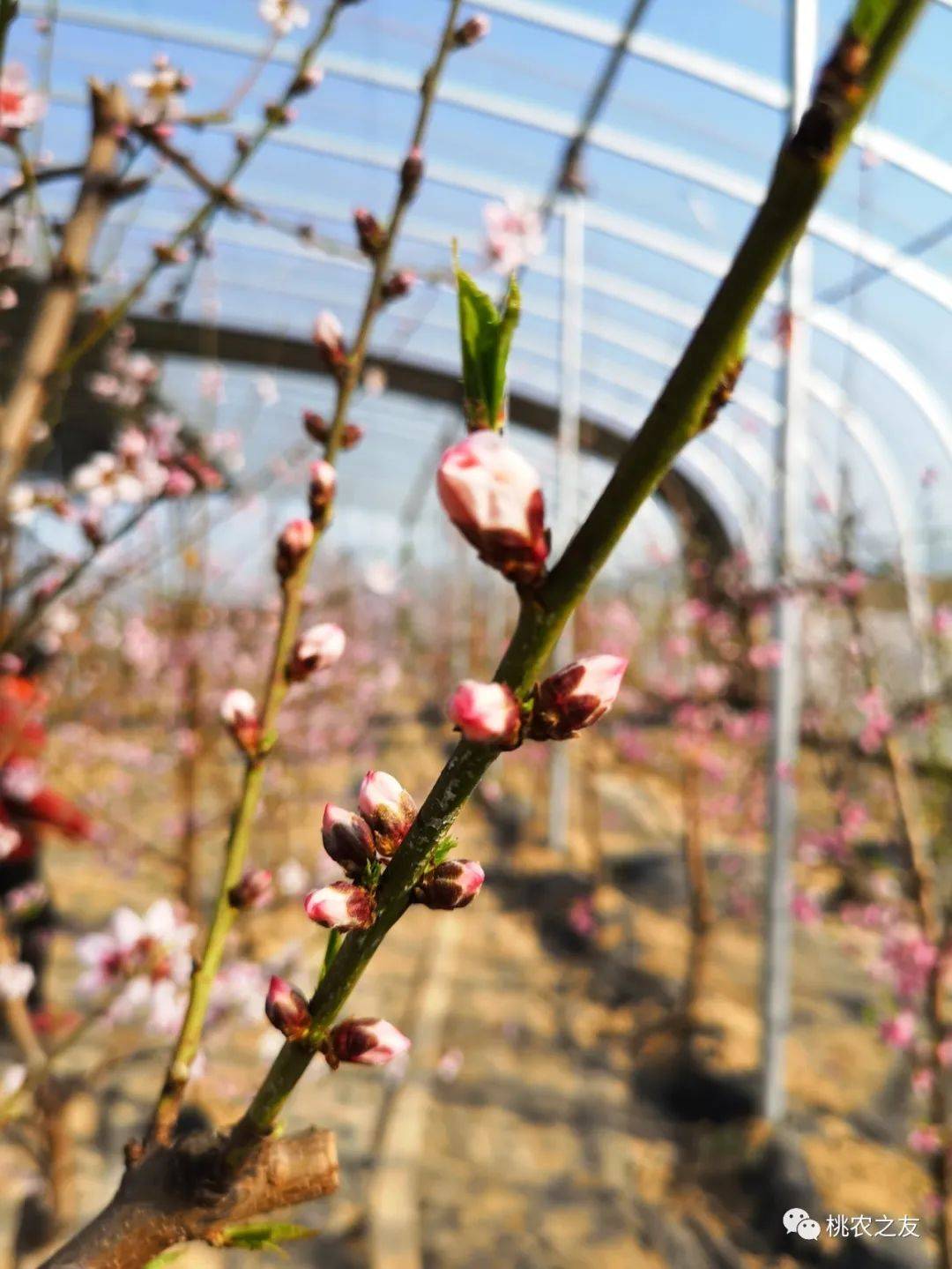 今年桃树该不该疏花?