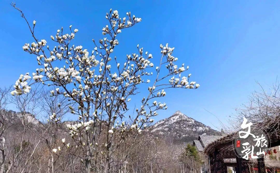 春游乳山和春天撞个满怀在这座温柔的小城共赴一场玉兰花开