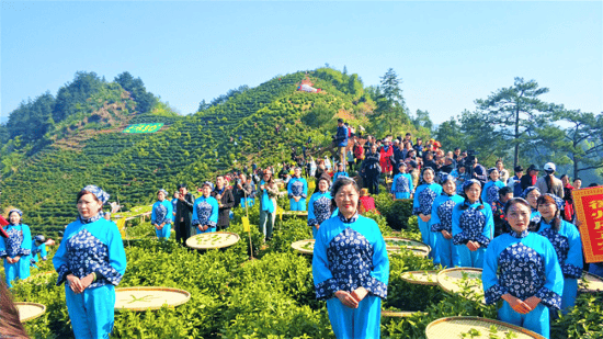 2024歙县"滴水香"茶旅文化节邀你来品茶_茶园_溪头镇_茶叶