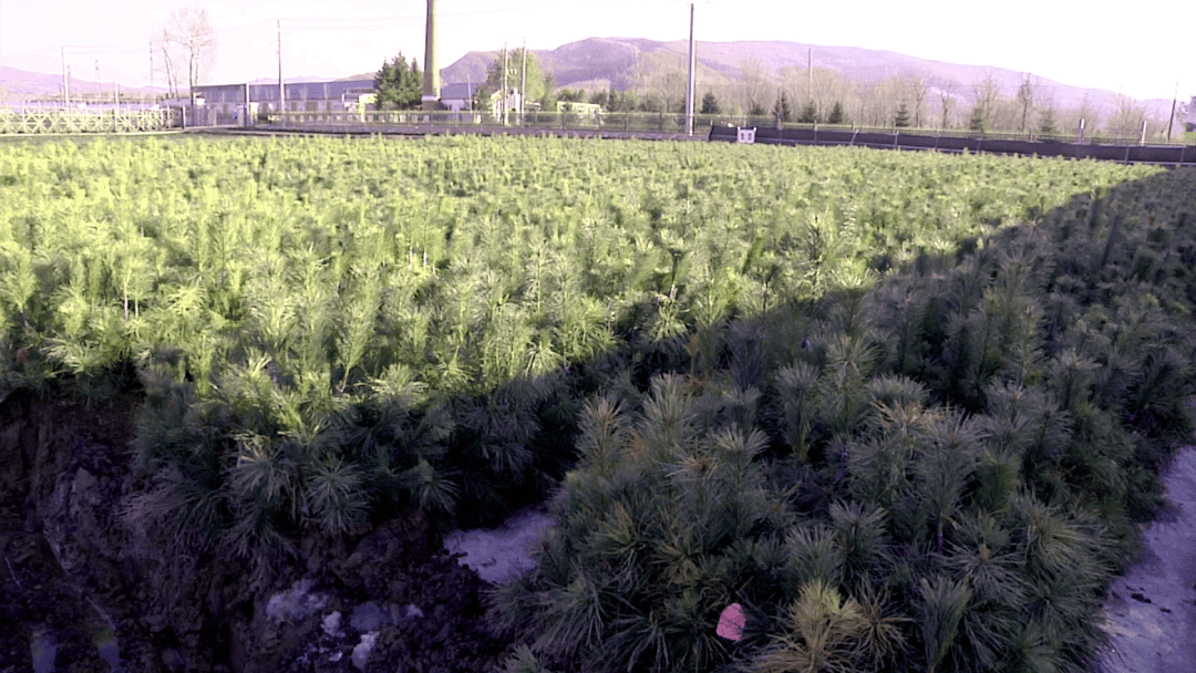 生态立企打造科技示范苗圃提升生态新质生产力亚布力林业局有限公司