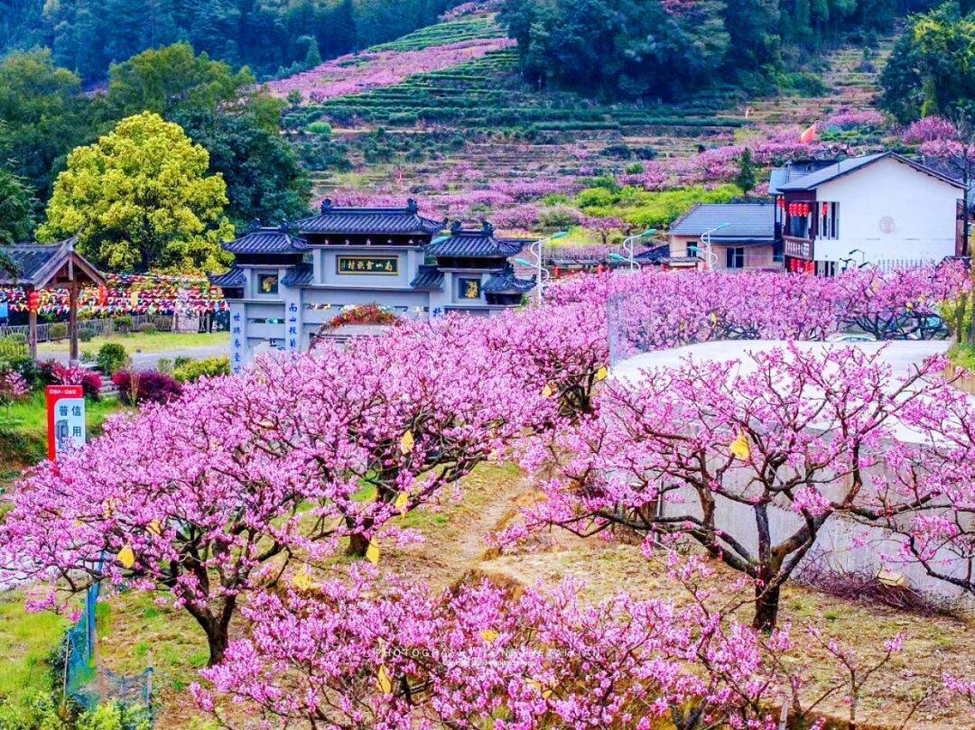 大家跟着春天,往这里赶~_福安_穆阳_卫视