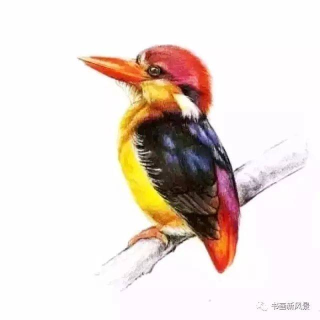 彩铅画出来的漂亮小鸟