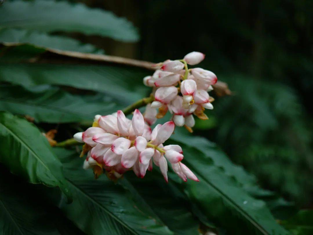 人间四月来沿溪赏花