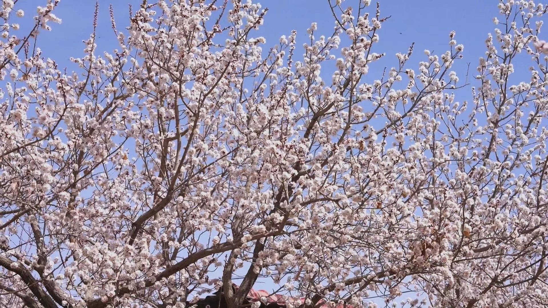 轮台县8万余亩杏花借暖风春水,照枝头新妆 (吐尔逊·吾斯曼 摄)轮台县