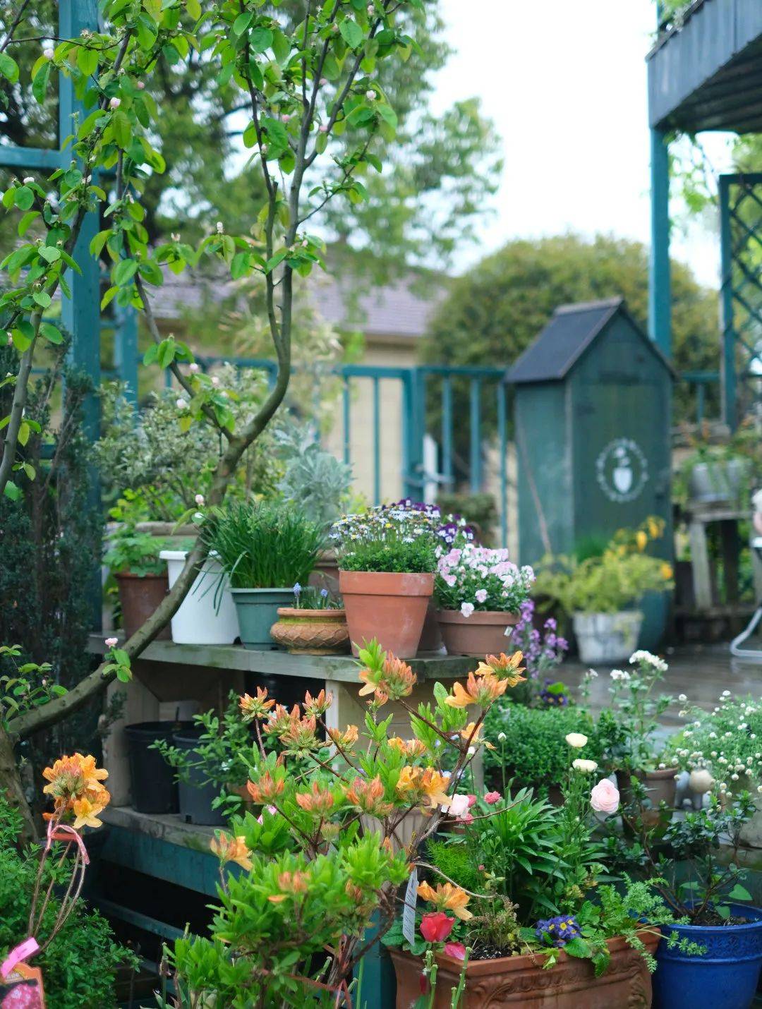 即将开幕!_杜鹃_应用_园艺