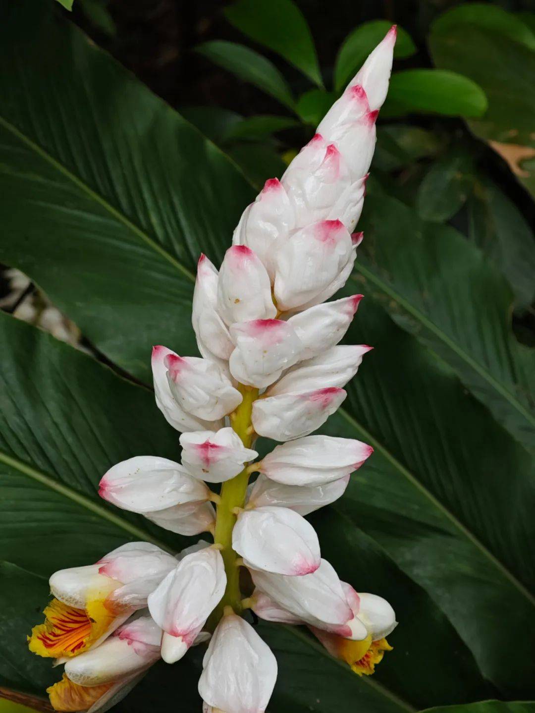 南山_姜花_杜马