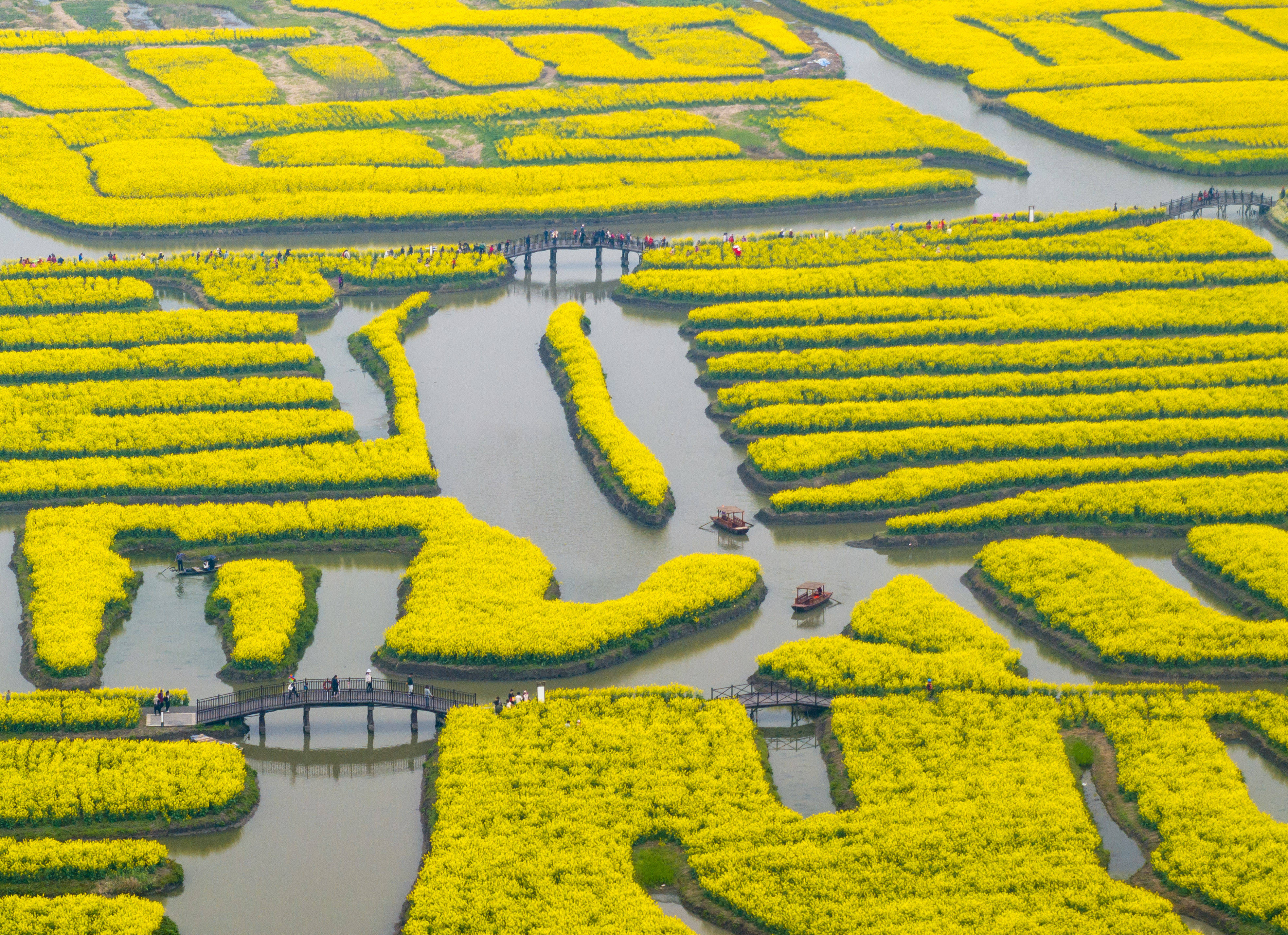 江苏水上油菜花田图片