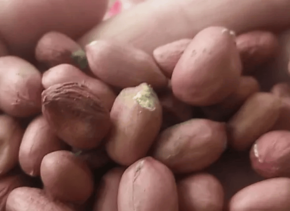 红安人快自查!_黄曲霉_毒素_刘先生