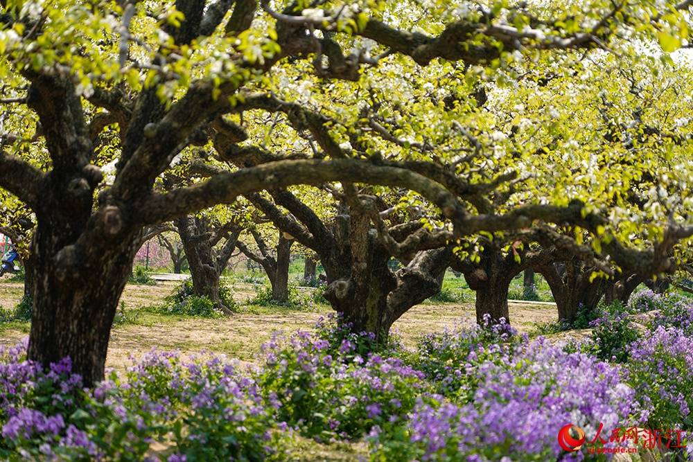 安徽砀山:梨花香满致富路_章勇涛_宿州_游客