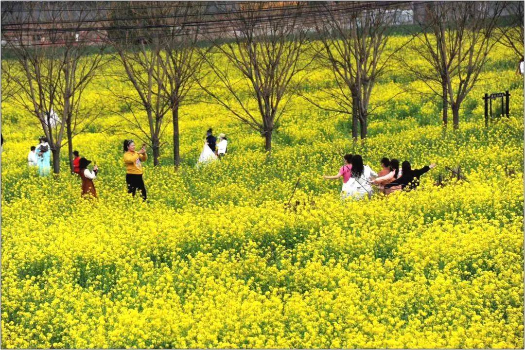 山西底村油菜花路线图片