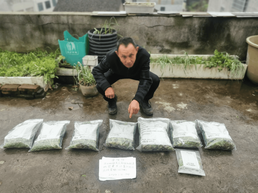 屡教不改被处罚后再次种植1667株罂粟依法逮捕