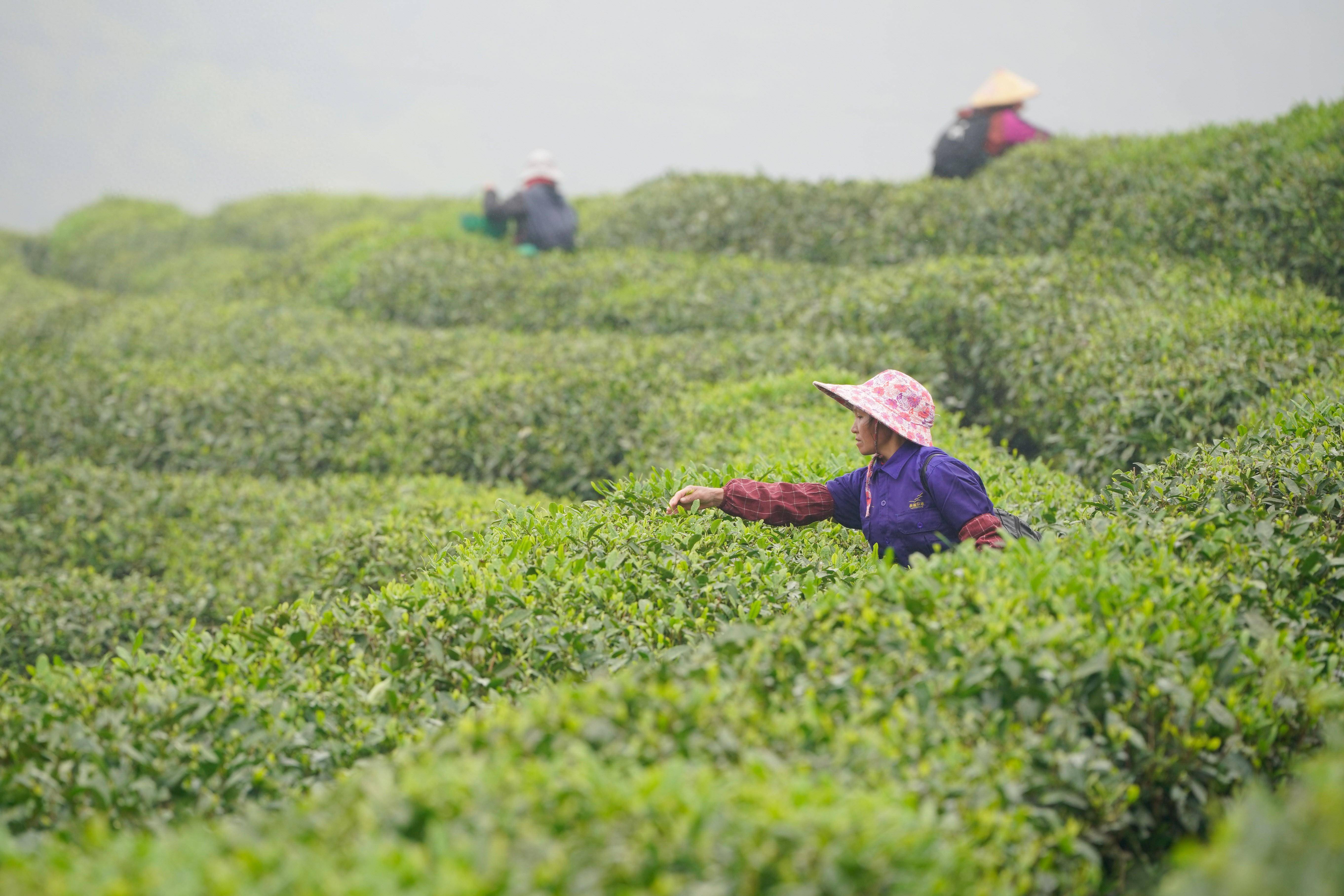 贵州丹寨:生态茶产业助力乡村振兴#