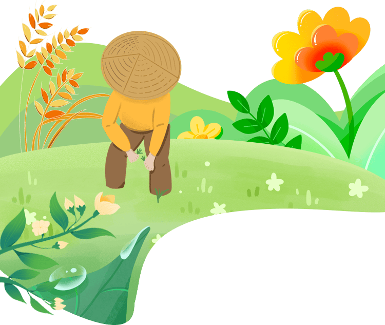 西充红薯抢季移栽忙不负农时种希望