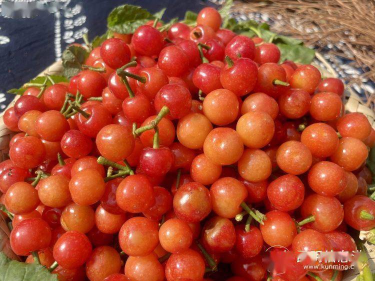 昆明市富民县樱桃季拉开序幕采摘尝鲜正当时