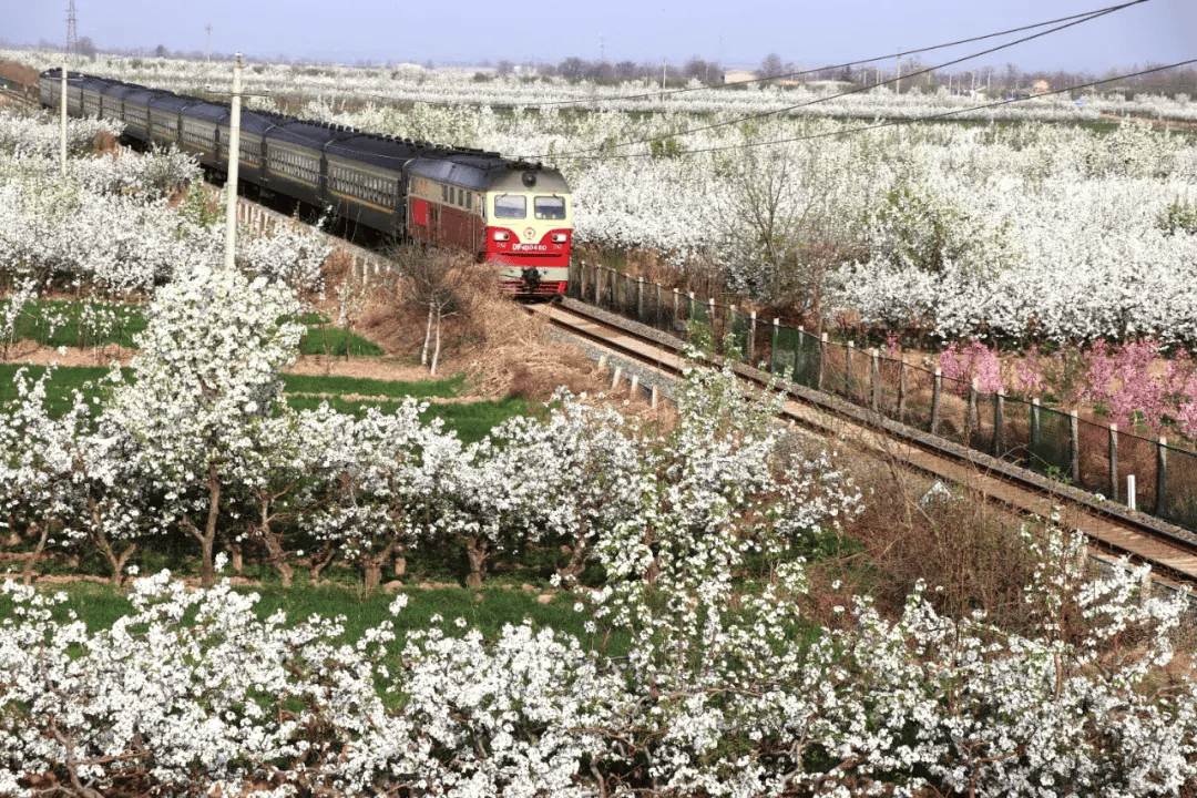 "春风来 梨花开"2024 蒲城第七届梨花文化旅游节系列活动收官_西安_中