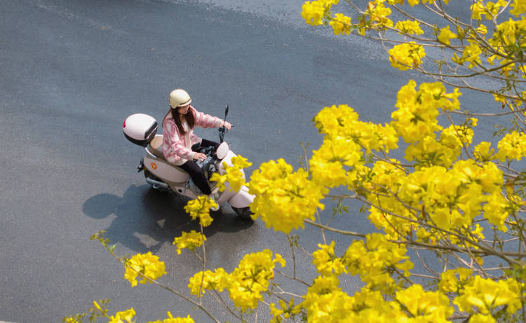重庆南川区：黄花风铃木盛开 点缀街景如诗如画