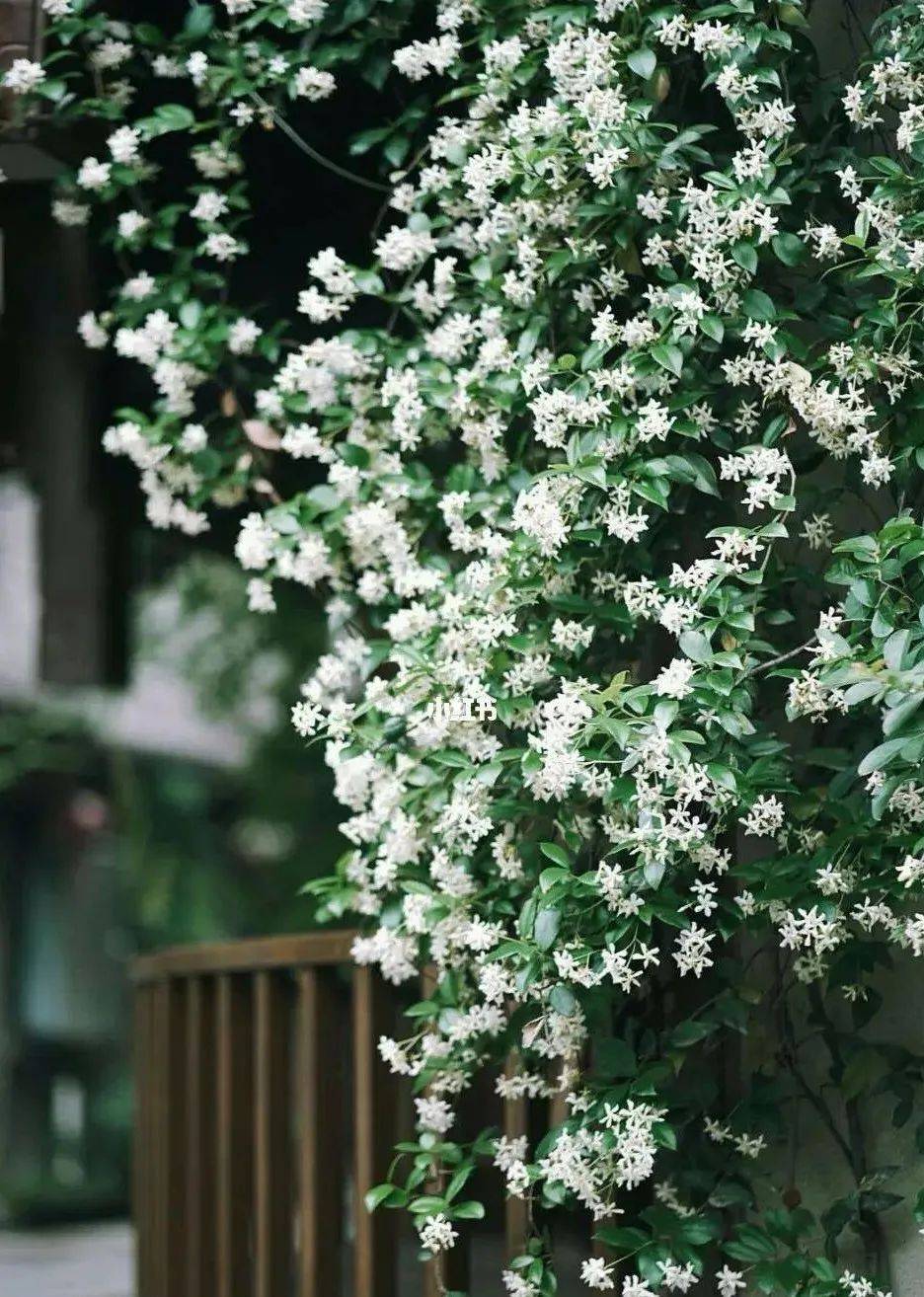风车茉莉长势很快,攀爬能力又强,建议地栽为佳,可以轻松拥有花墙.