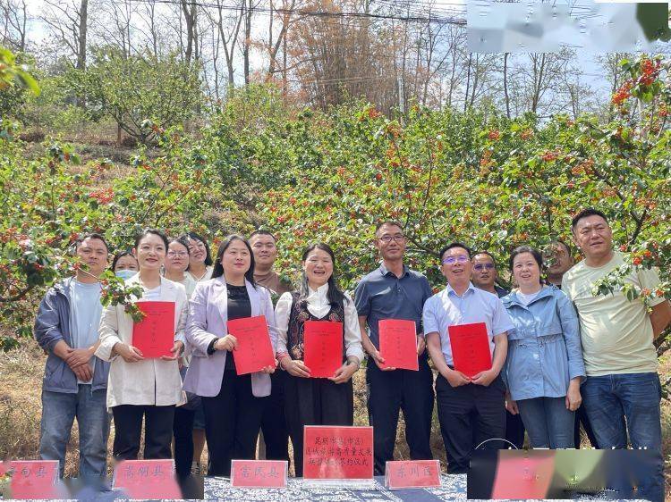 昆明市富民县樱桃季拉开序幕采摘尝鲜正当时