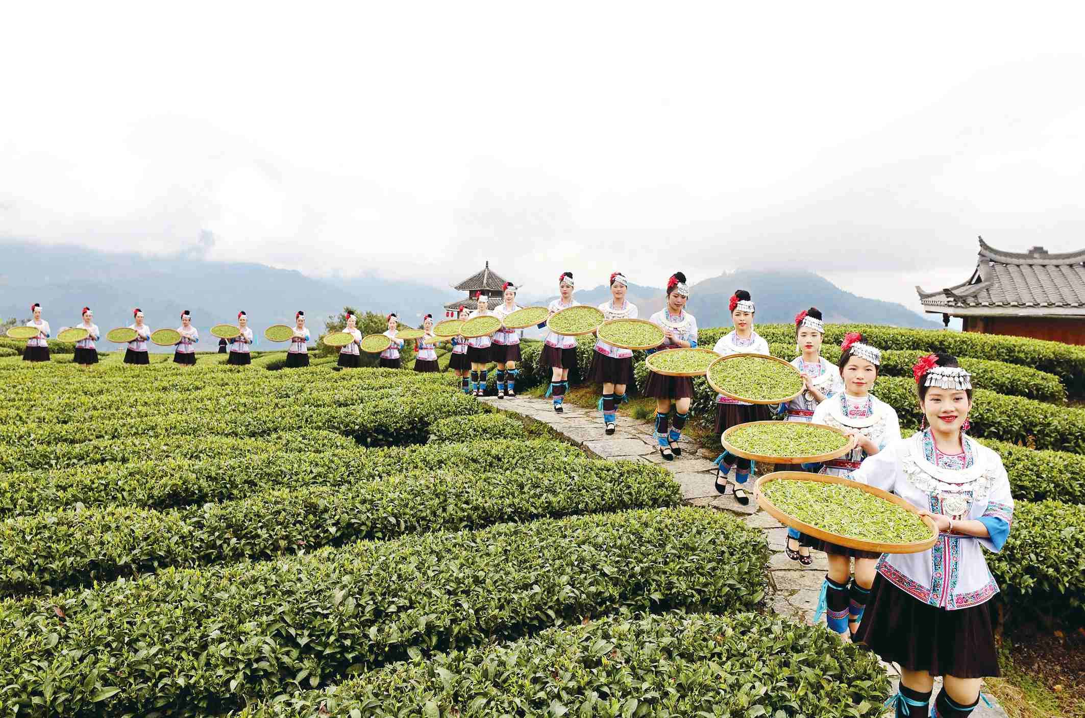 八桂大地一叶知春