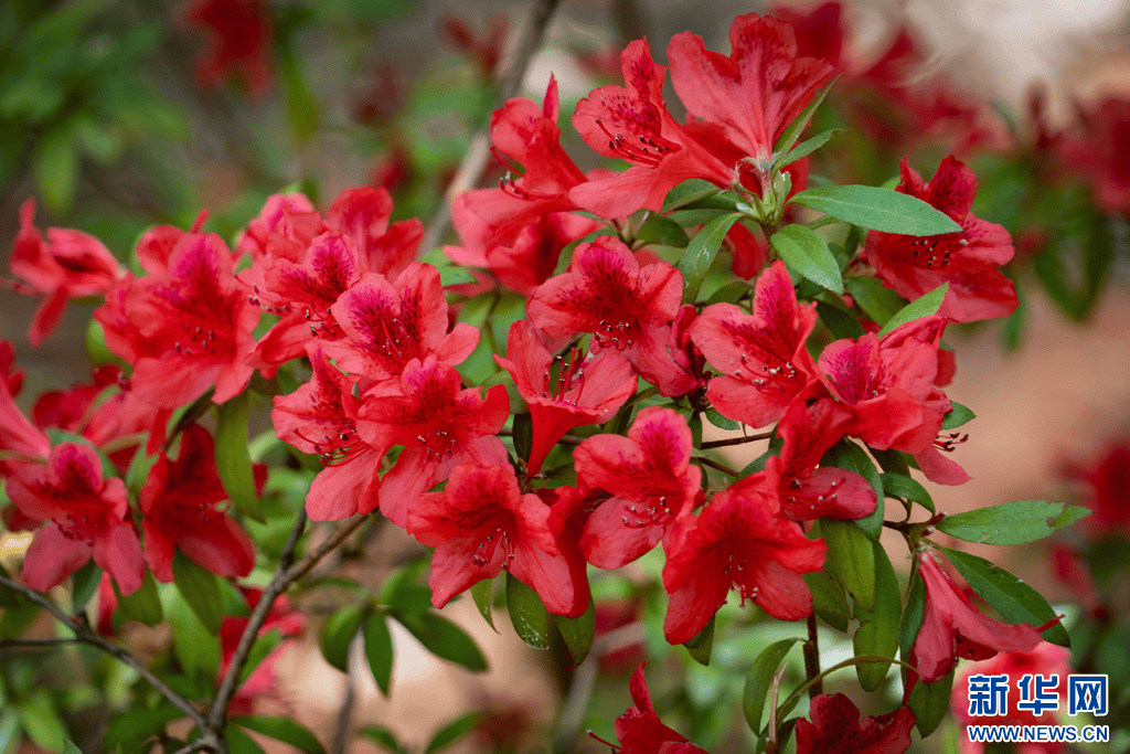 盘龙这片杜鹃花海