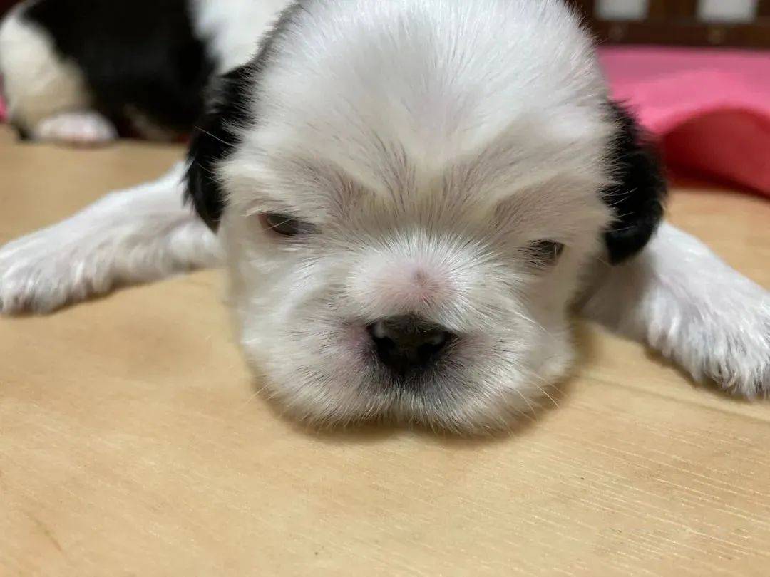 小奶狗黑耳白脸超级可爱可谁也没想到它变成了这样