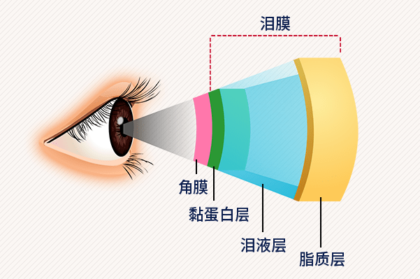 眼角膜图结构图图片