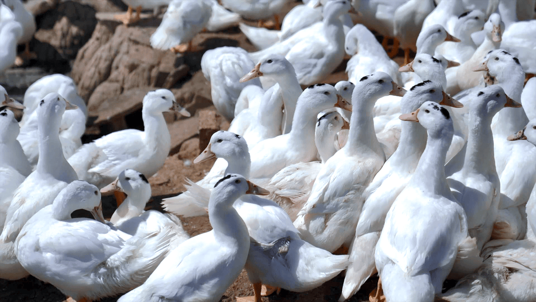 鸭子_漳浦县_农产品