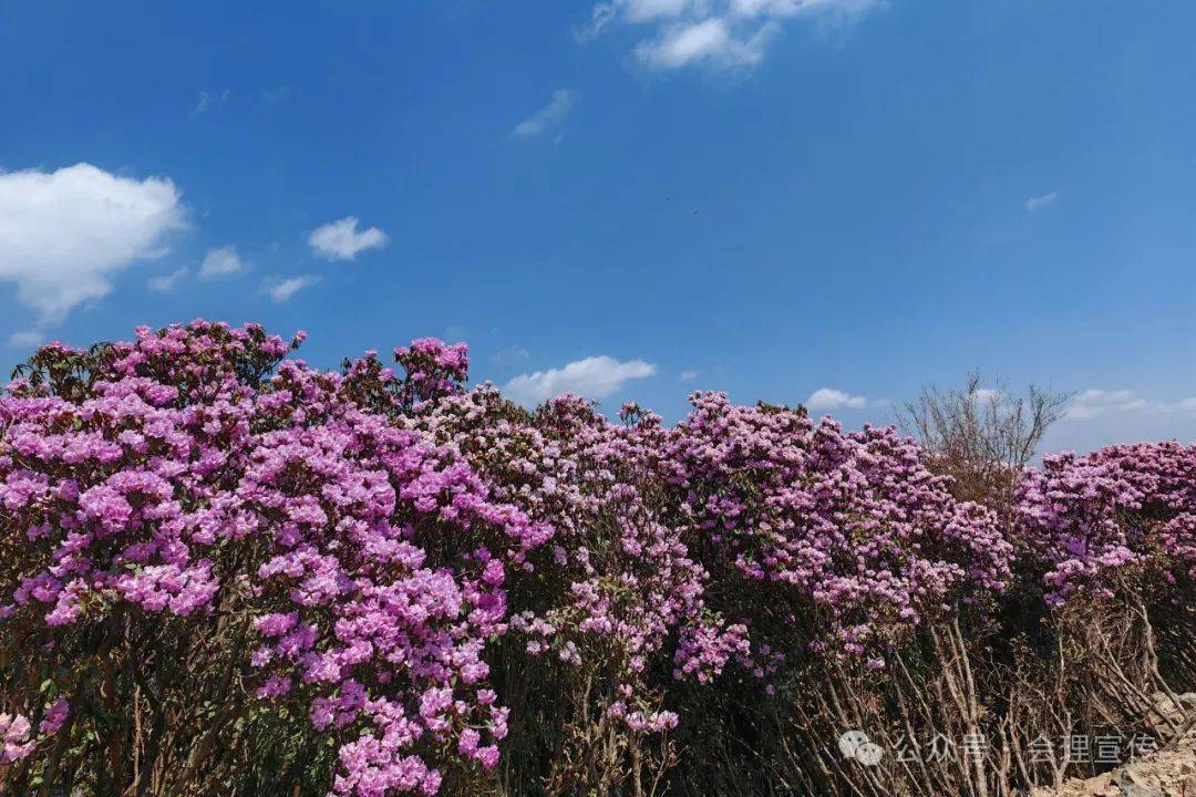 会理龙肘杜鹃次第开 预约赏花正当时(预约方式在文末)