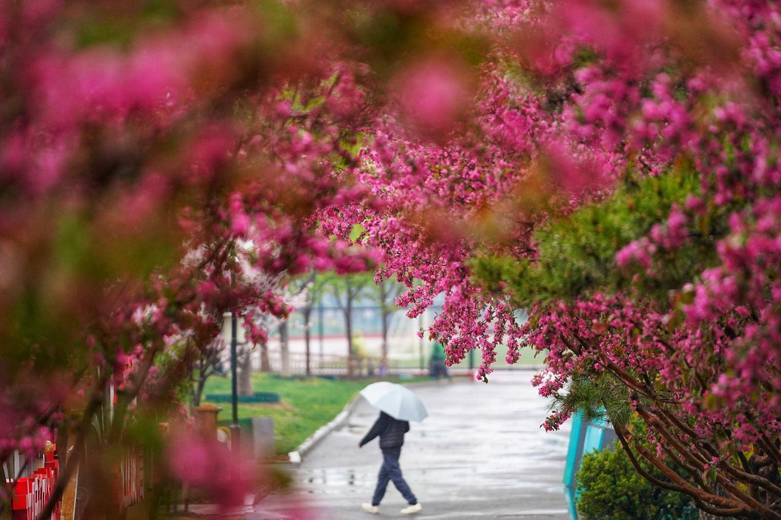 最是一年春好处:副中心奥体公园繁花似锦