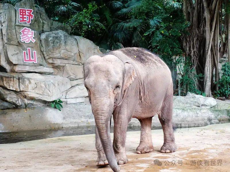 30岁的深圳野生动物园还值得去吗