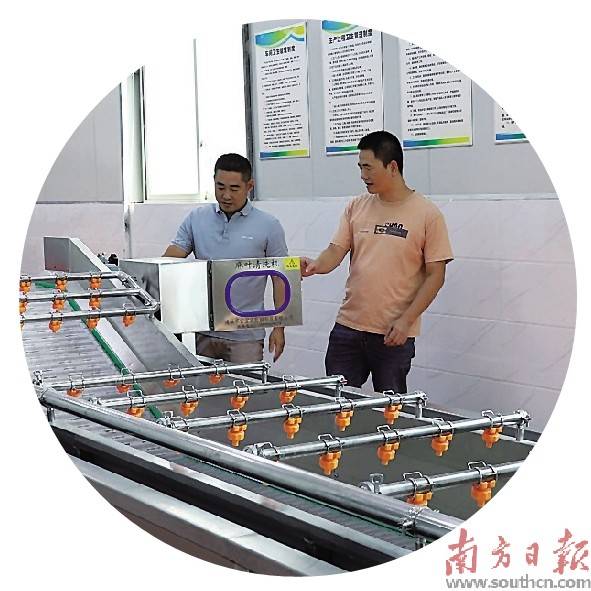一场春雨过后,走进潮南区两英镇禾皋村麻叶种植基地的温室大棚,空气中