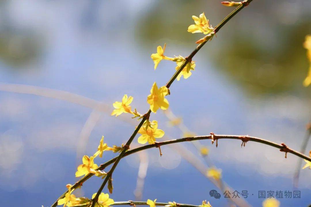 识花宝典来了快来考考你家孩子67