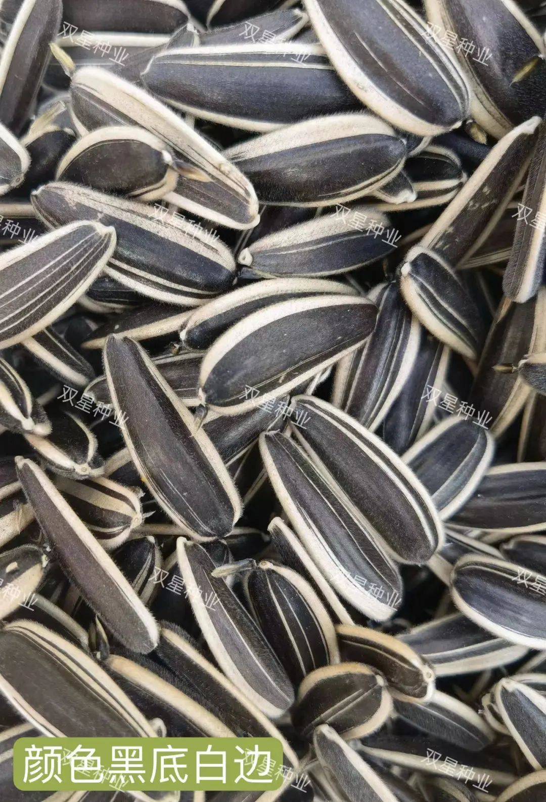 双星12号食葵品种