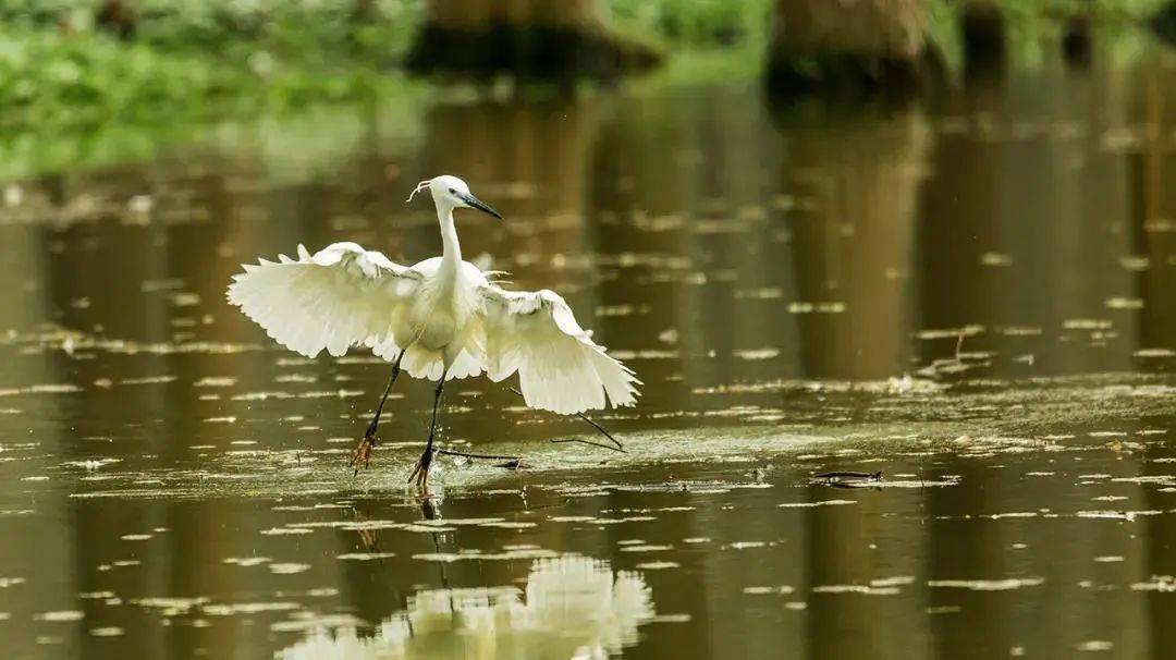 五一档3日自然探索运动营皮划艇桨板夜游古镇湿地观鸟