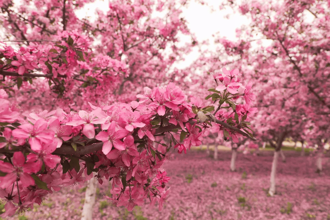 天津多区官宣!就在这个周末——_桃花_海棠花_文化