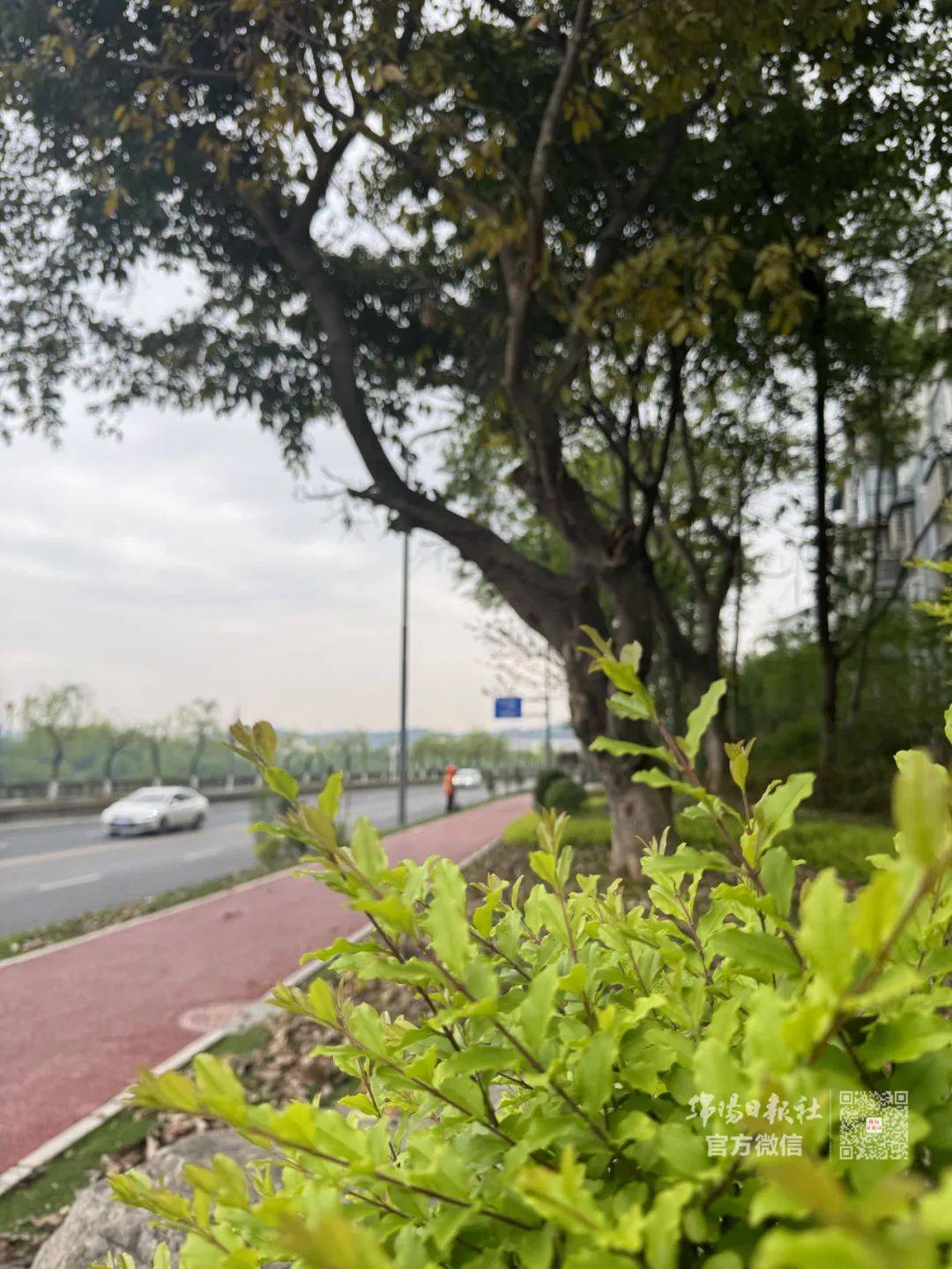 即将亮相绵阳这条滨河生态绿廊在你家附近