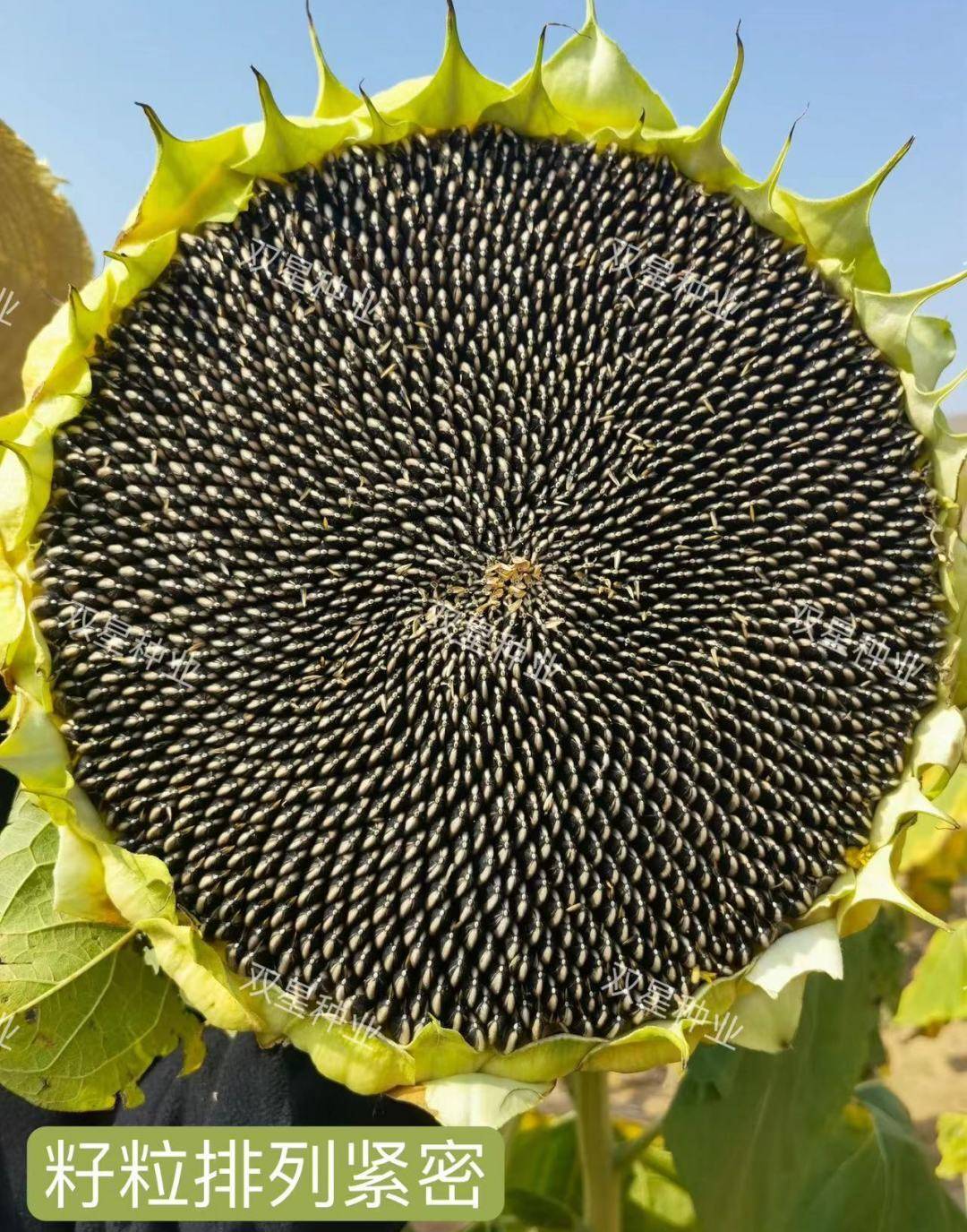 双星12号食葵品种