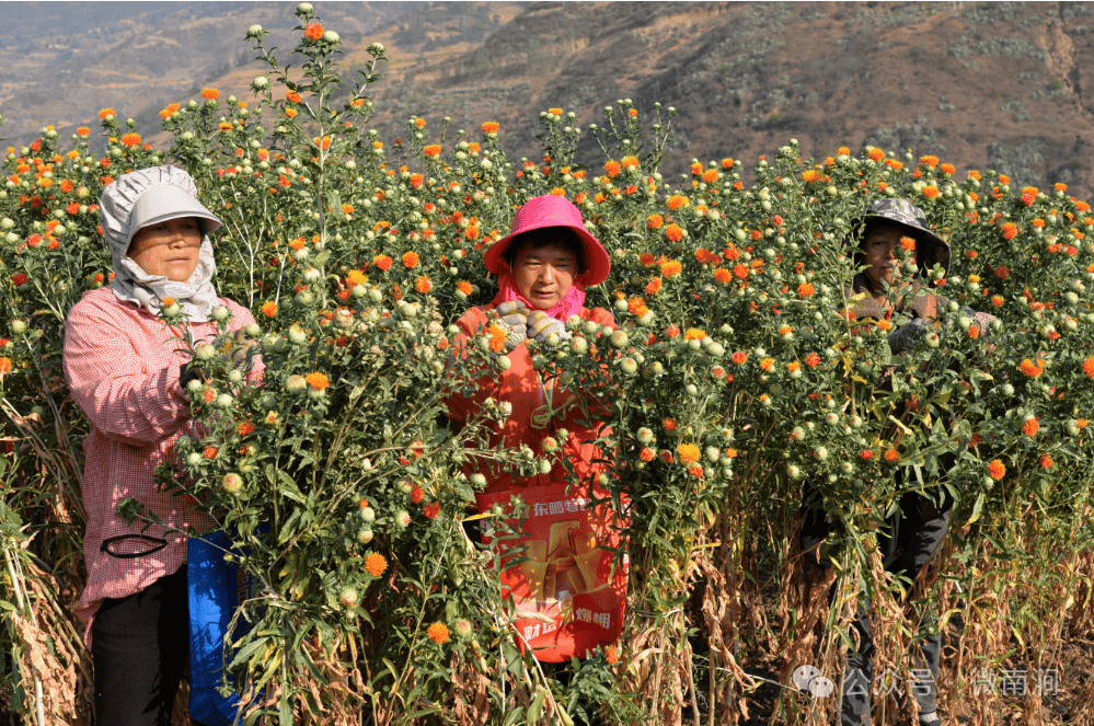 小型摘红花机图片